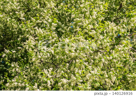White flowers blooming bird cherry. Close-up of a Flowering Prunus padus Tree with White Little Blossoms White flowers blooming bird cherry. Close-up of a Flowering Prunus padus Tree with White Little Blossoms 140126916