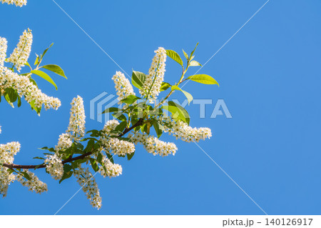 White flowers blooming bird cherry. Close-up of a Flowering Prunus padus Tree with White Little Blossoms White flowers blooming bird cherry. Close-up of a Flowering Prunus padus Tree with White Little Blossoms 140126917