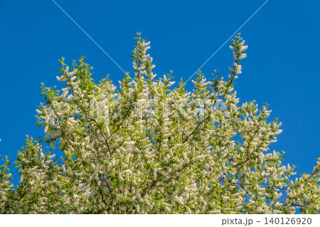 White flowers blooming bird cherry. Close-up of a Flowering Prunus padus Tree with White Little Blossoms White flowers blooming bird cherry. Close-up of a Flowering Prunus padus Tree with White Little Blossoms 140126920