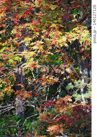草津温泉　西の河原公園　美しい紅葉（群馬県吾妻郡草津町） 140127126