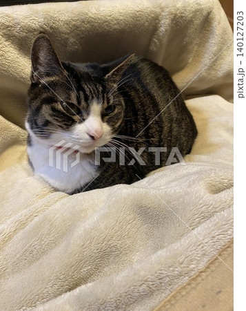 毛布の上で寝る猫 毛布の上で寝る猫 140127203