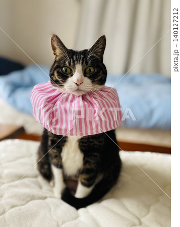 布のエリザベスカラーを付けた猫 布のエリザベスカラーを付けた猫 140127212