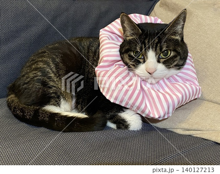 ピンク色のカラーを付けた猫 140127213