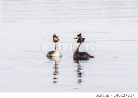 Mating games of two water birds Great Crested Grebes. Two waterfowl birds Great Crested Grebes swim in the lake with heart shaped silhouette Mating games of two water birds Great Crested Grebes. Two waterfowl birds Great Crested Grebes swim in the lake with heart shaped silhouette 140127217