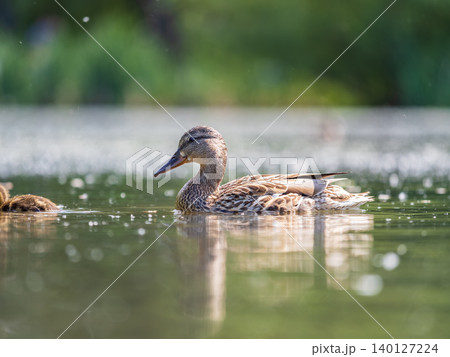 Mallard female Duck swims in the pond in the rain. Mallard female Duck swims in the pond in the rain. 140127224