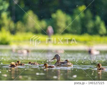 A family of ducks, a duck and its little ducklings are swimming in the water. The duck takes care of its newborn ducklings. Mallard, lat. Anas platyrhynchos 140127225