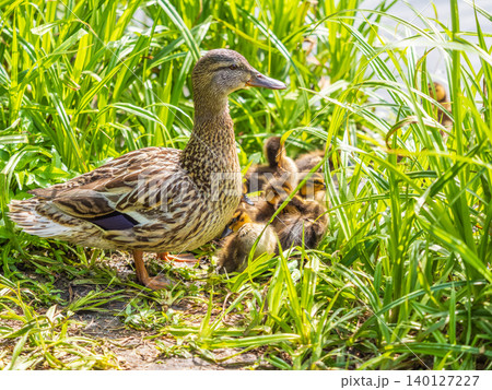 Adult duck with many ducklings sits on green shore of pond 140127227