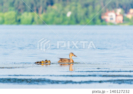 A family of ducks, a duck and its little ducklings are swimming in the water. The duck takes care of its newborn ducklings. Mallard, lat. Anas platyrhynchos 140127232