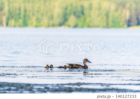 A family of ducks, a duck and its little ducklings are swimming in the water. The duck takes care of its newborn ducklings. Mallard, lat. Anas platyrhynchos 140127233