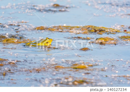 A large green frog sits in the marsh. A large green frog sits in the marsh. 140127234