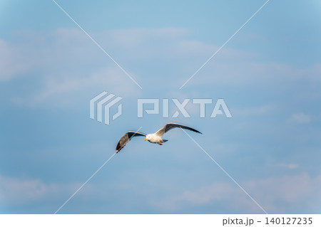 Beautiful Black Headed Gull, in elegant flight over blue water Beautiful Black Headed Gull, in elegant flight over blue water 140127235