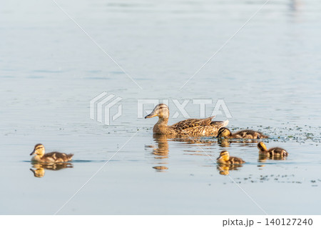 A family of ducks, a duck and its little ducklings are swimming in the water. The duck takes care of its newborn ducklings. Mallard, lat. Anas platyrhynchos 140127240