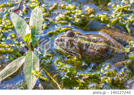 A large green frog sits in the marsh. A large green frog sits in the marsh. 140127248