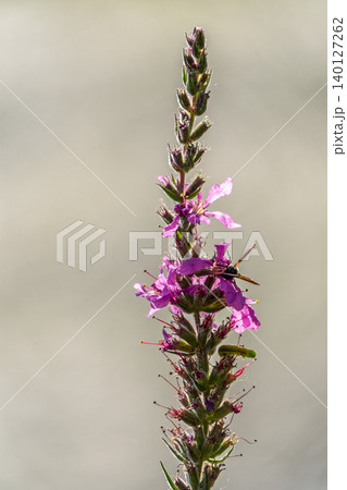 Summer Flowering Purple Loosestrife, Lythrum tomentosum on a green blured background. 140127262