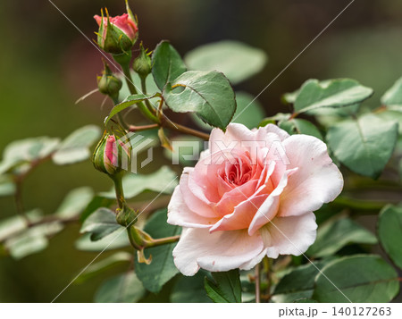 Close-up of a pink rose on green background Close-up of a pink rose on green background 140127263