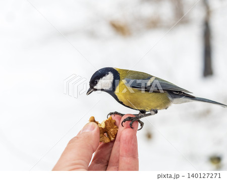 A tit sits on a man's hand and eats seeds. A tit sits on a man's hand and eats seeds. 140127271