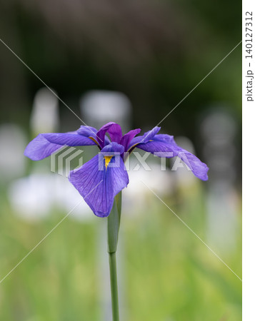初夏の菖蒲園のハナショウブ 初夏の菖蒲園のハナショウブ 140127312