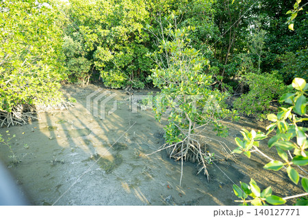 Mangrove forest growing on coastal wetland soil at low tide, acting as a natural carbon sink that absorbs carbon dioxide, protects shorelines and supports biodiversity in tropical climate ecosystem. 140127771