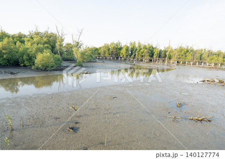 Mangrove wetland ecosystem at low tide with muddy soil. Natural carbon storage and coastal protection. Climate resilience. Blue carbon ecosystems that absorb carbon dioxide and preserve biodiversity. Mangrove wetland ecosystem at low tide with muddy soil. Natural carbon storage and coastal protection. Climate resilience. Blue carbon ecosystems that absorb carbon dioxide and preserve biodiversity. 140127774