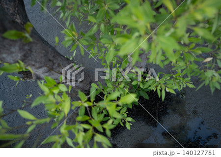 Top down perspective of mangrove foliage and trunk in muddy tidal forest, representing sustainable coastal ecosystems, environmental protection and natural carbon storage in tropical wetland. 140127781