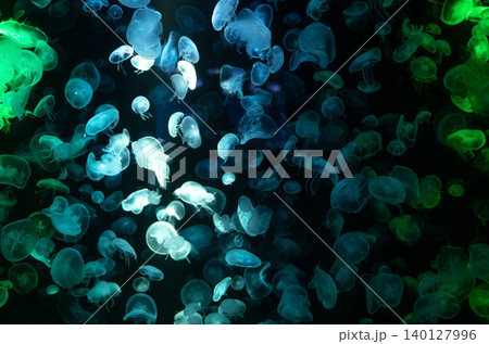 Jellyfish floating through dark water illuminated by blue and green lighting captured in aquarium for nature documentaries and educational content. Exotic underwater life forms. Marine bioluminescence Jellyfish floating through dark water illuminated by blue and green lighting captured in aquarium for nature documentaries and educational content. Exotic underwater life forms. Marine bioluminescence 140127996