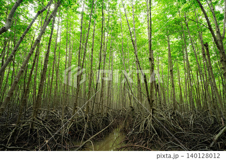 Green mangrove forest. Mangrove tree with root. Natural carbon sink fight climate change. Sustainability in carbon-neutral ecosystems. Green and sustainable environment. Natural carbon capture. 140128012