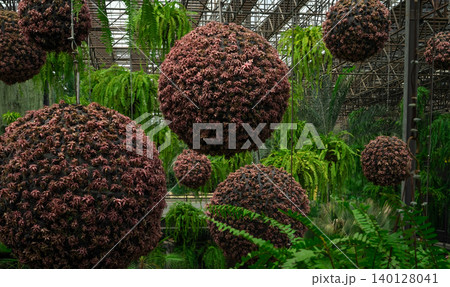 A garden with three large red balls hanging from the ceiling. The balls are surrounded by green plants and trees. The garden has a peaceful and serene atmosphere A garden with three large red balls hanging from the ceiling. The balls are surrounded by green plants and trees. The garden has a peaceful and serene atmosphere 140128041