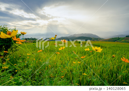 Serene rice field landscape with blooming yellow flowers under cloudy sky. Eco farming in lush rural environment during summer. Seasonal beauty, organic growth, and sustainable agriculture. Rural life Serene rice field landscape with blooming yellow flowers under cloudy sky. Eco farming in lush rural environment during summer. Seasonal beauty, organic growth, and sustainable agriculture. Rural life 140128065