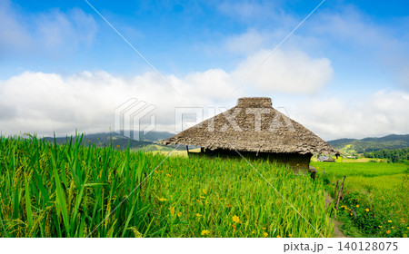 Traditional thatched roof house in Asian rice field under blue sky. Beauty of rural farming life, green environment, and serene countryside landscape. Traditional living. Eco-friendly farming. Traditional thatched roof house in Asian rice field under blue sky. Beauty of rural farming life, green environment, and serene countryside landscape. Traditional living. Eco-friendly farming. 140128075