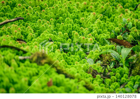 Sphagnum moss in swamp forest. Nature landscape. Green peat moss. Carbon sequestration. Moss conservation. Moss ecology. Peatland carbon storage. Sphagnum habitat. Reservoir of forest. Sustainability. Sphagnum moss in swamp forest. Nature landscape. Green peat moss. Carbon sequestration. Moss conservation. Moss ecology. Peatland carbon storage. Sphagnum habitat. Reservoir of forest. Sustainability. 140128078