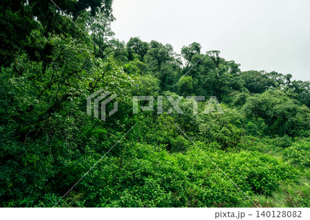 Landscape of tropical peat swamp forest. Natural carbon sink. Climate balance, biodiversity, and long-term sustainability. Wetland forest ecosystem filled with dense trees. Nature's carbon capture. 140128082
