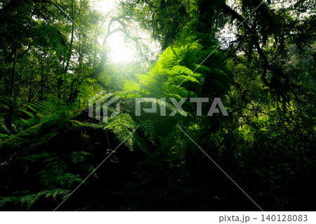 Looking up view of tree trunk to green leaves of tree in forest with sun light. Fresh environment in green woods. Forest tree on sunny day. Natural carbon capture. Sustainable conservation and ecology Looking up view of tree trunk to green leaves of tree in forest with sun light. Fresh environment in green woods. Forest tree on sunny day. Natural carbon capture. Sustainable conservation and ecology 140128083