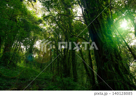 Looking up view of tree trunk to green leaves of tree in forest with sun light. Fresh environment in green woods. Forest tree on sunny day. Natural carbon capture. Sustainable conservation and ecology Looking up view of tree trunk to green leaves of tree in forest with sun light. Fresh environment in green woods. Forest tree on sunny day. Natural carbon capture. Sustainable conservation and ecology 140128085
