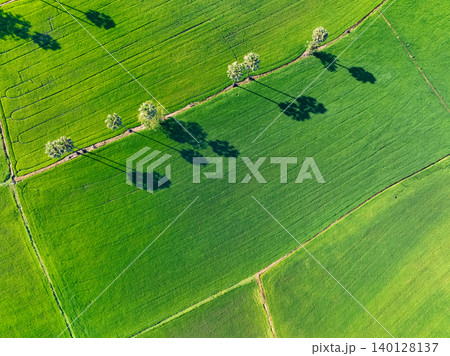 Aerial view of lush green rice field with sugar palm trees. Sustainable agriculture landscape. Sustainable rice farming. Rice cultivation. Green landscape. Organic farming. Sustainable land use. Aerial view of lush green rice field with sugar palm trees. Sustainable agriculture landscape. Sustainable rice farming. Rice cultivation. Green landscape. Organic farming. Sustainable land use. 140128137