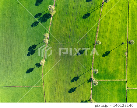 Aerial view of lush green rice field with sugar palm trees. Sustainable agriculture landscape. Sustainable rice farming. Rice cultivation. Green landscape. Organic farming. Sustainable land use. Aerial view of lush green rice field with sugar palm trees. Sustainable agriculture landscape. Sustainable rice farming. Rice cultivation. Green landscape. Organic farming. Sustainable land use. 140128140