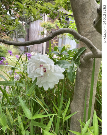 芍薬 芍薬 140128262
