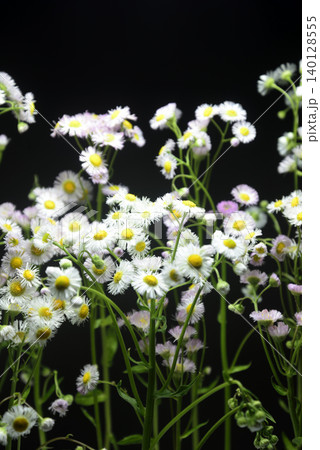 ハルジオンの花で背景素材 ハルジオンの花で背景素材 140128555