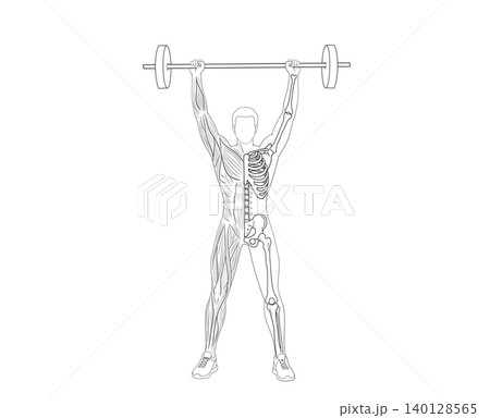 Anatomy illustration of a man lifting a barbell overhead, showing split views of muscular system and skeletal structure isolated on clean white background Anatomy illustration of a man lifting a barbell overhead, showing split views of muscular system and skeletal structure isolated on clean white background 140128565