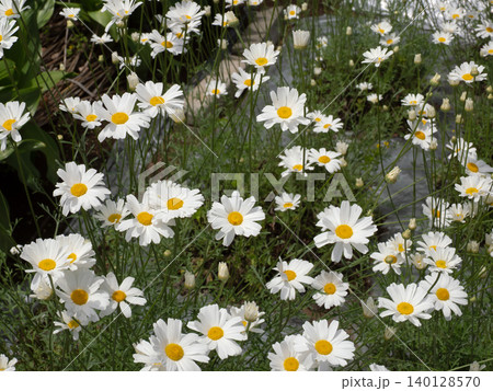 シロバナムシヨケギクの花 シロバナムシヨケギクの花 140128570