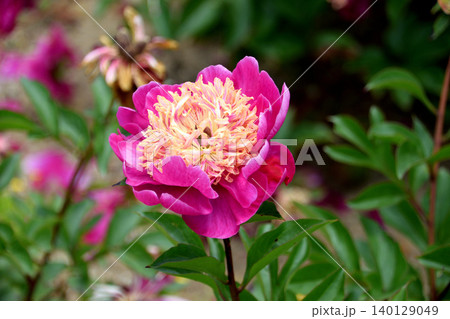 芍薬アラカルト その一 芍薬アラカルト その一 140129049