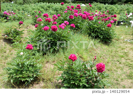 芍薬アラカルト その一 芍薬アラカルト その一 140129054