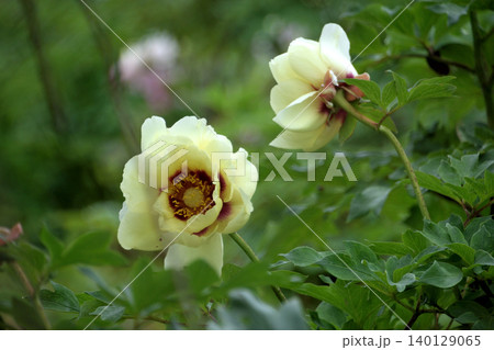 芍薬アラカルト その一 芍薬アラカルト その一 140129065