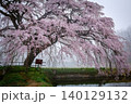 朝霧に包まれる「芳水の桜」(福島県福島市松川町、4月) 140129132