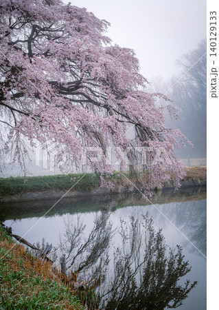 朝霧に包まれる「芳水の桜」(福島県福島市松川町、4月) 朝霧に包まれる「芳水の桜」(福島県福島市松川町、4月) 140129133