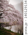 朝霧に包まれる「芳水の桜」(福島県福島市松川町、4月) 140129134
