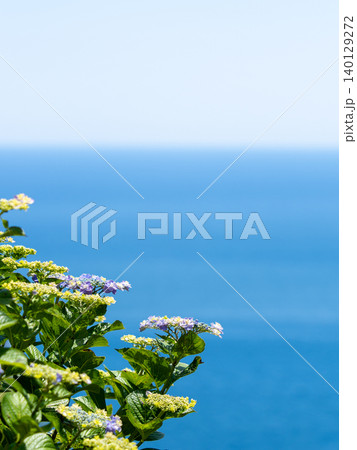 青空と紫陽花の爽やかな風景 青空と紫陽花の爽やかな風景 140129272