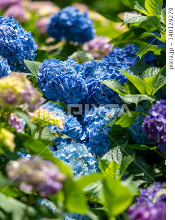 青い紫陽花が咲く初夏の花景色 青い紫陽花が咲く初夏の花景色 140129279