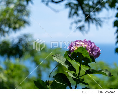 紫陽花と青空の初夏風景 紫陽花と青空の初夏風景 140129282