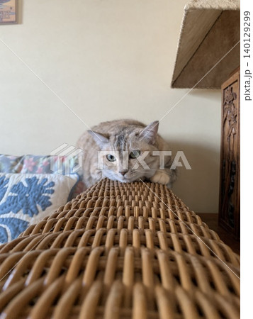 ラタンソファの背もたれに伏せる白いキジトラ猫 ラタンソファの背もたれに伏せる白いキジトラ猫 140129299