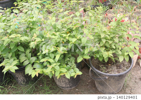 Combretum indicum flower tree plant on pot in farm Combretum indicum flower tree plant on pot in farm 140129401
